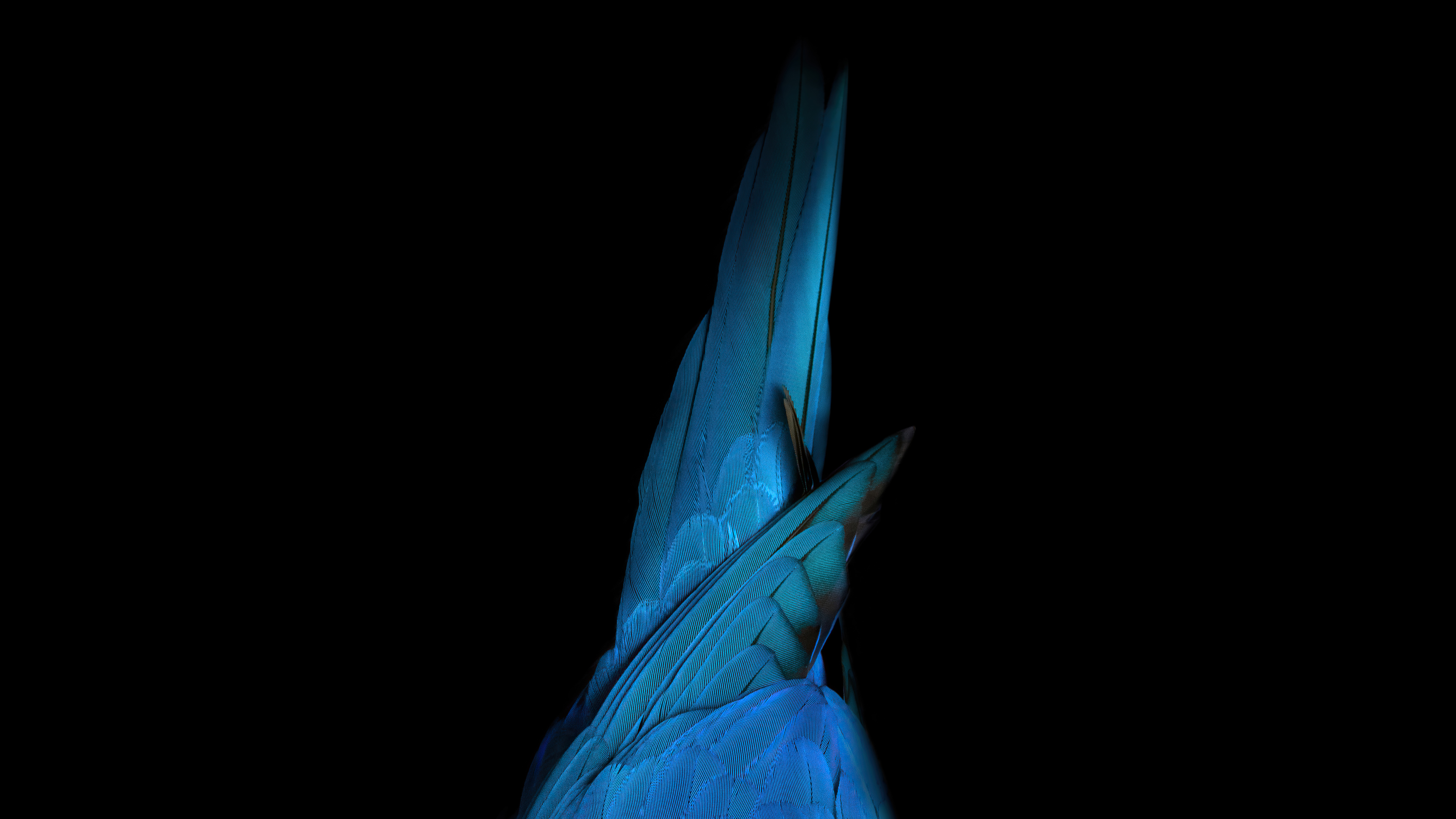 Birds Tail Oled - Wallpaper: \