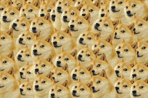 Doge Meme (1440x900) Resolution Wallpaper