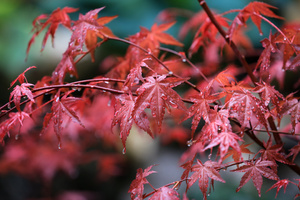 Maple Leafs Water Drops (1400x1050) Resolution Wallpaper