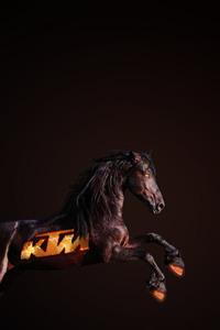 Ktm Horse (1125x2436) Resolution Wallpaper