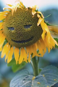 Sunflower Smiley (1125x2436) Resolution Wallpaper