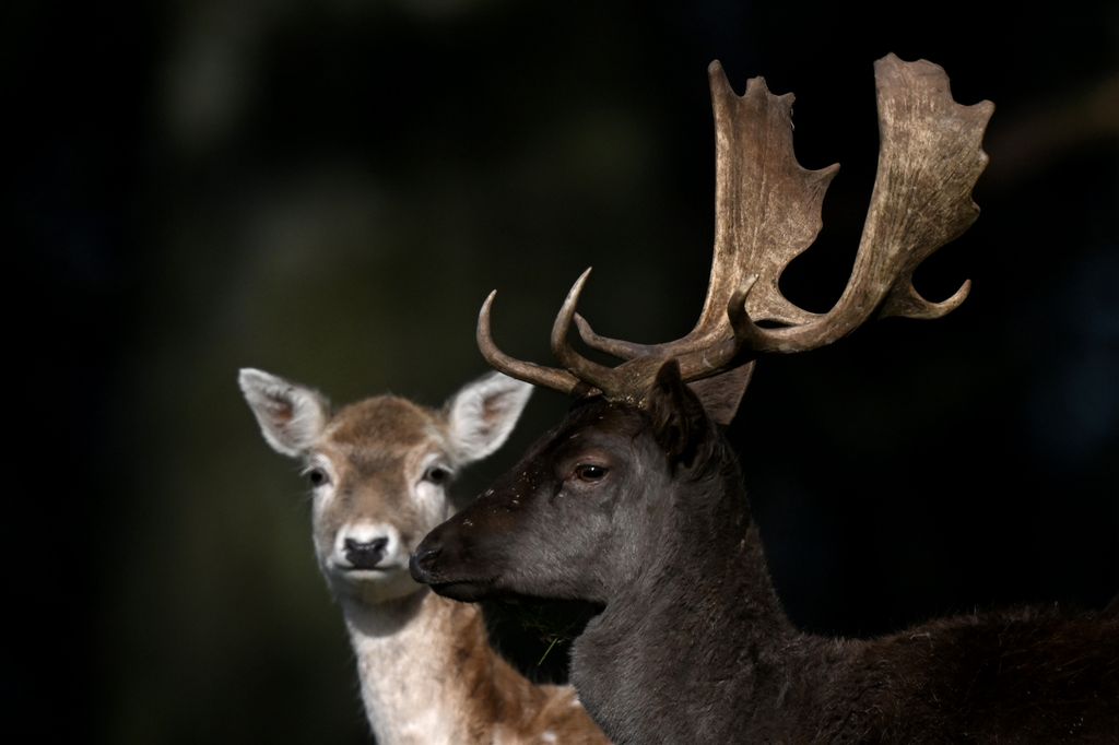 They opened their home to the public in 2015, which has over 300 deer roaming the grounds