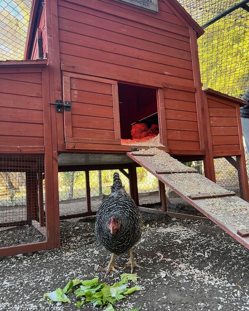 Ellen DeGeneres' chicken in front of a red coop