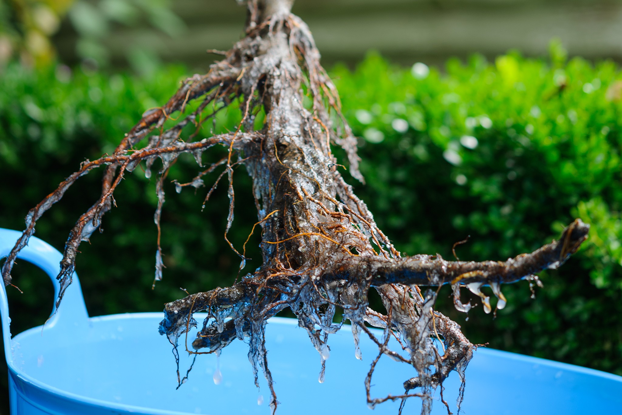 Soaking a bare-root tree