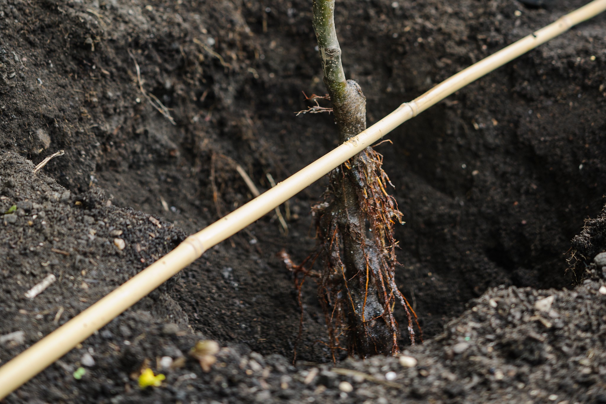 Lower the tree into the planting hole