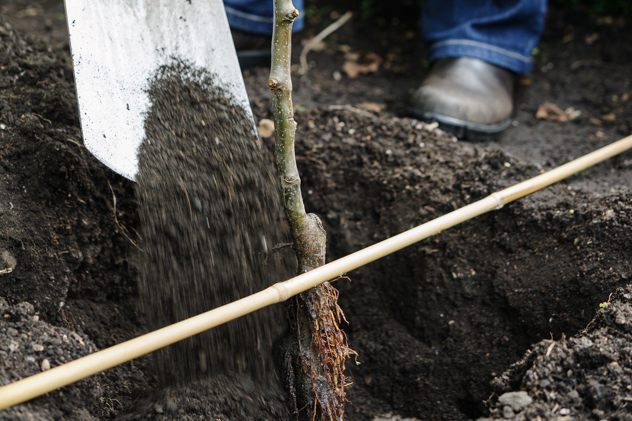 Backfill the planting hole