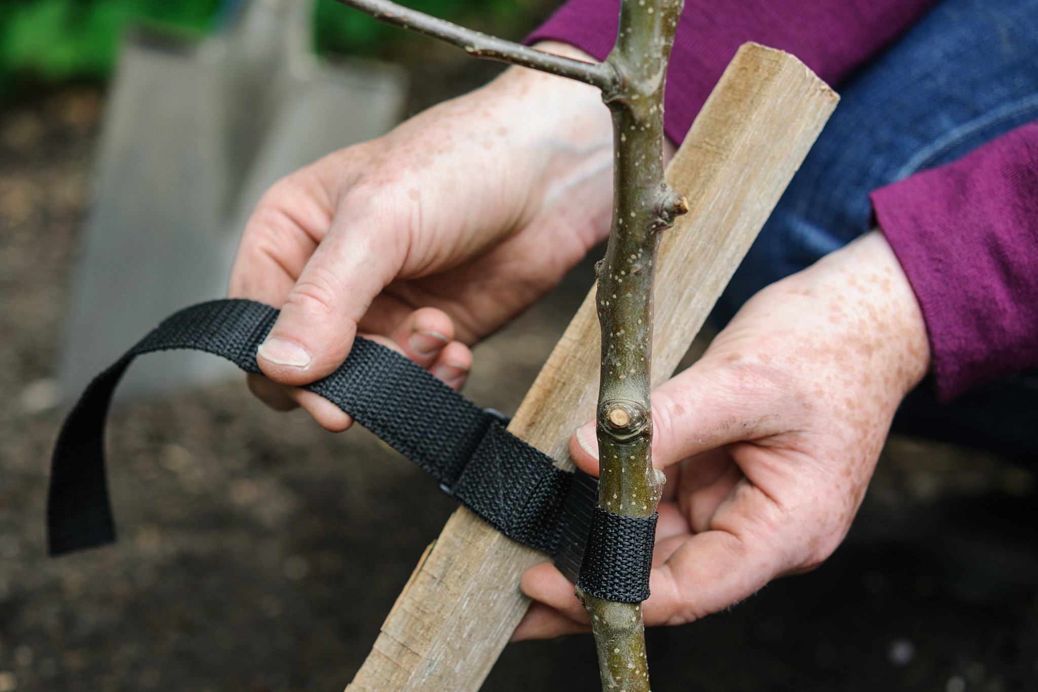 Staking the apple tree