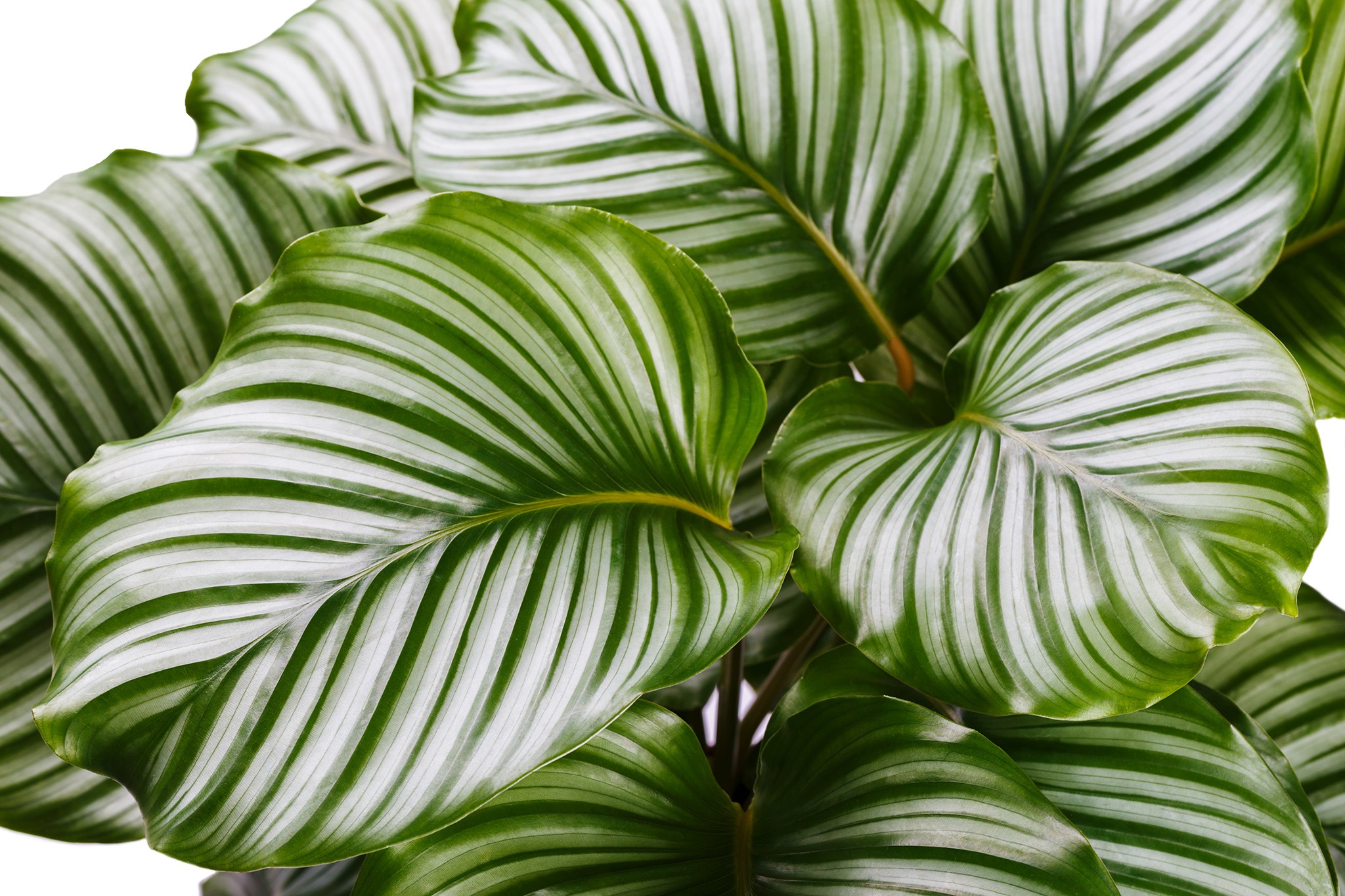 Calathea orbifolia