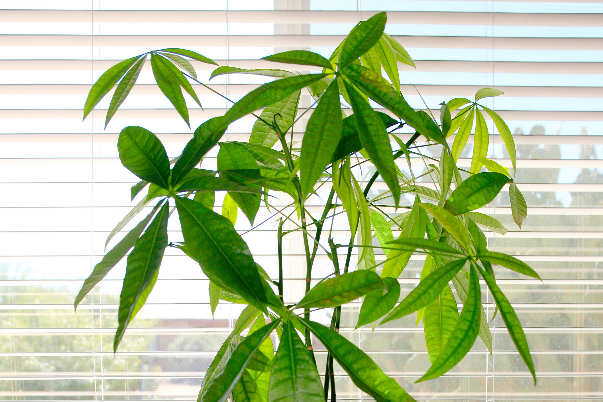 Pachira aquatica, Money tree. Getty Images.