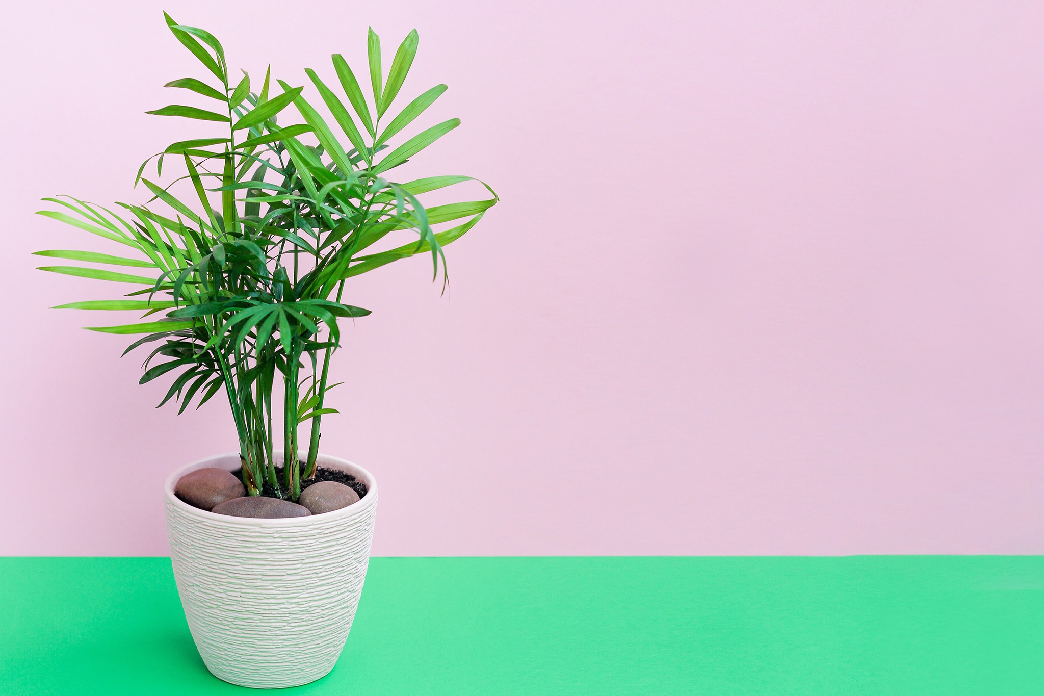 Parlour Palm. Getty Images.