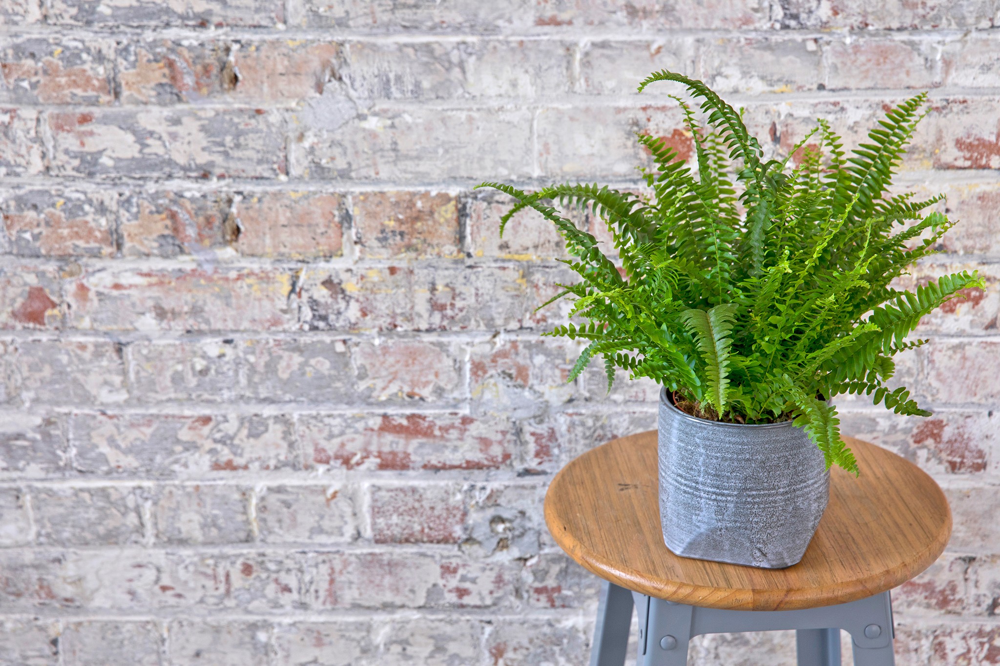 Boston Fern, Nephrolepis exaltata 'Green Lady'