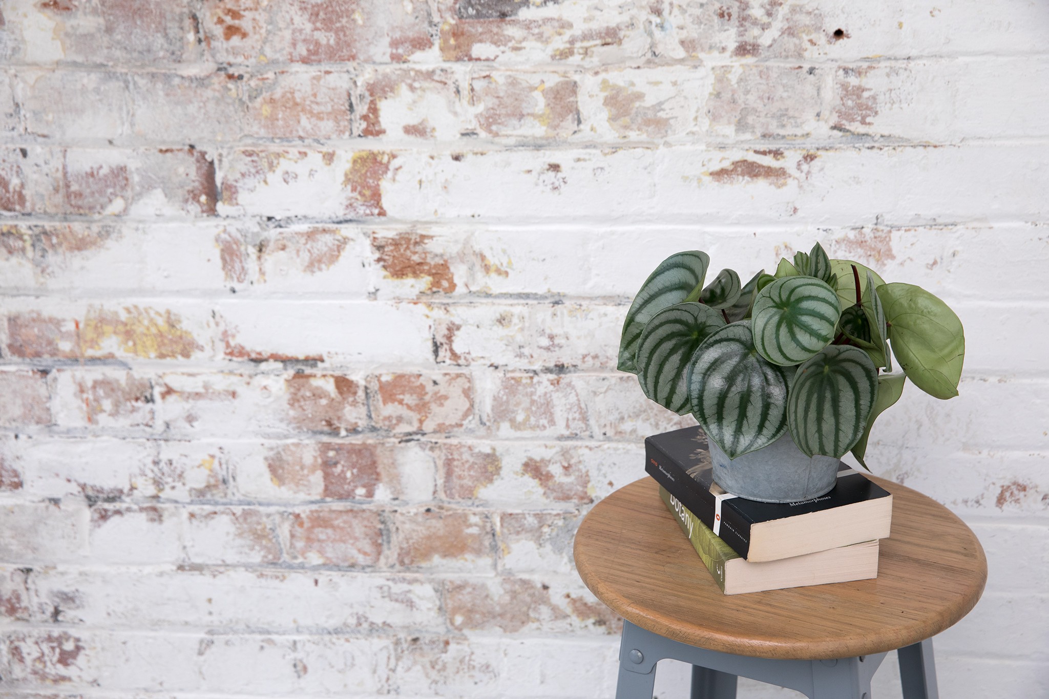 Watermelon peperomia, Peperomia argyreia