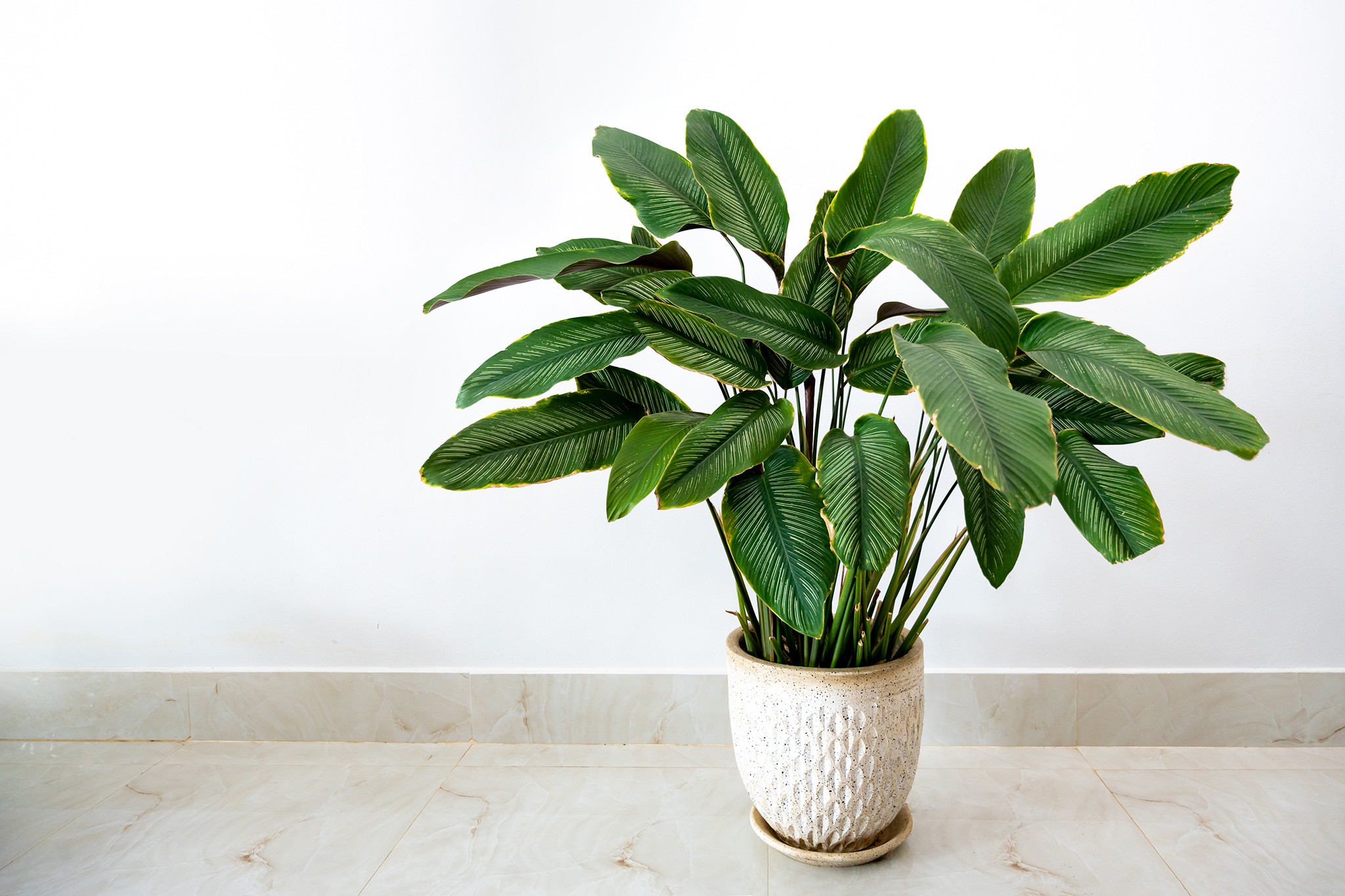 Calathea sanderiana. Getty Images.