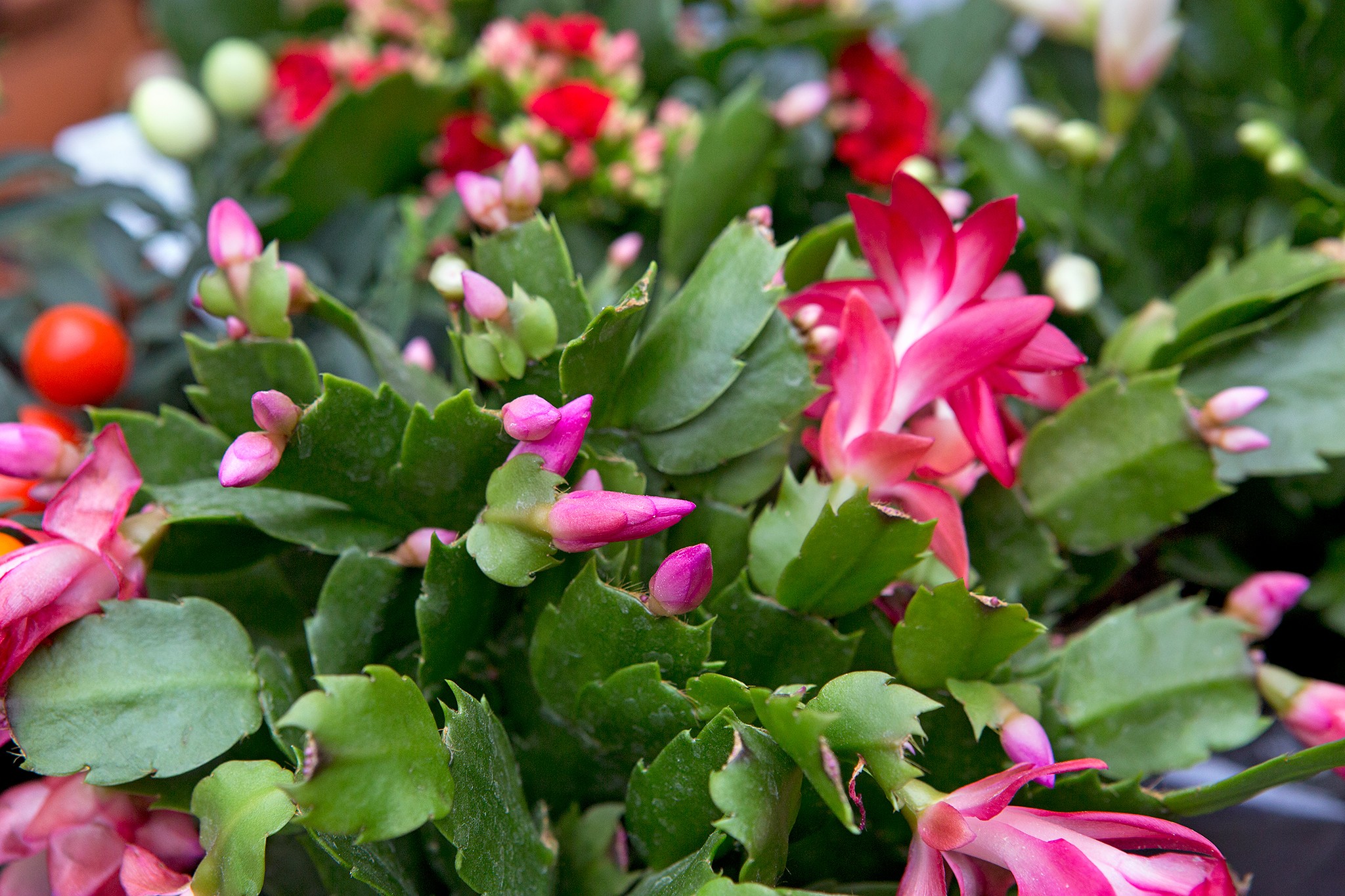 Christmas Cactus, Schlumbergera