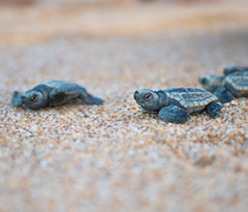 TURTLE SEASON: WHAT TO EXPECT