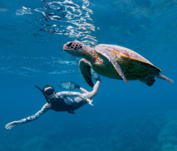 LADY MUSGRAVE ISLAND