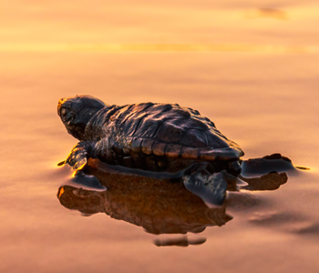 MON REPOS TURTLE ENCOUNTER