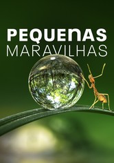 Pequenas maravilhas