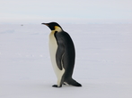 Aptenodytes forsteri - Emperor Penguin, author: Rebeca Zapata Guardiola