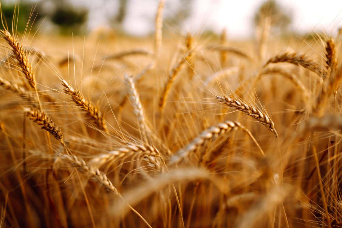 Gold wheat field. Rich harvest. Ukraine