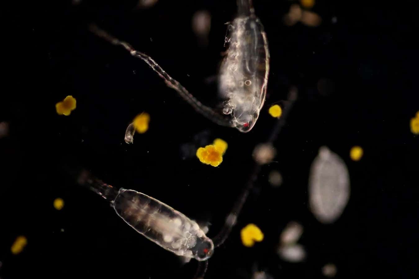 Zooplankton are one of the most diverse and abundant groups of multicellular organisms on Earth