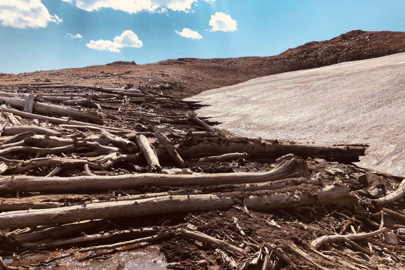 The partially fossilised whitebark pine trees