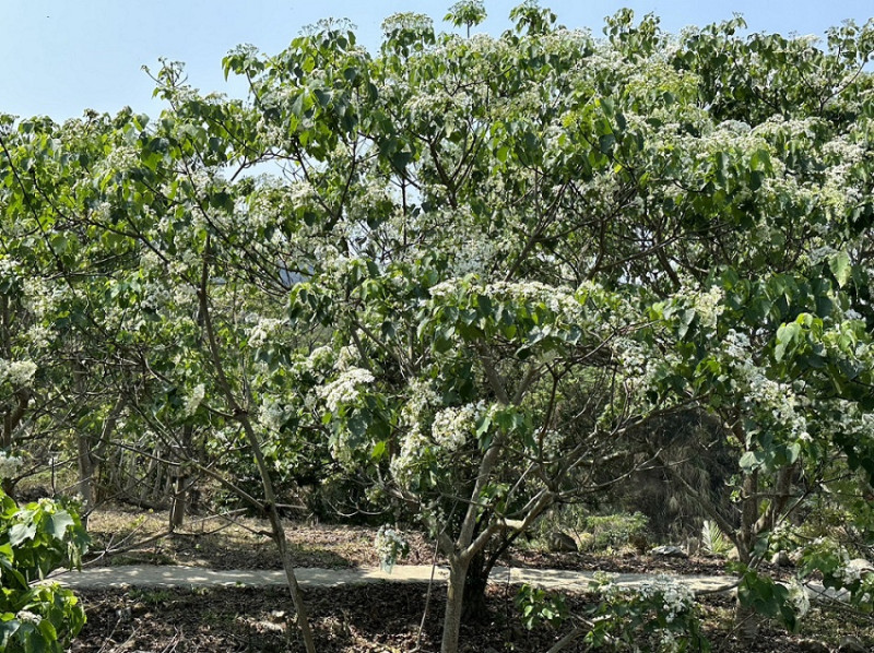 柚子在每年穀雨時節前後開花，柚花季總是吸引大批賞花遊客，漫步柚花林。   圖：取自台南市政府官網