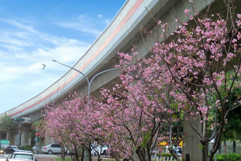 劍潭國小對面捷運線形公園富士櫻盛開。   圖：台北市政府工務局公園路燈工程管理處／提供