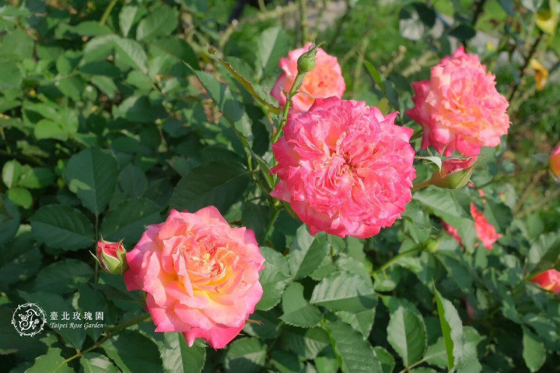 5月迎來台北玫瑰園的超美花季，五彩繽紛的玫瑰綻放中。   圖：翻攝自台北市政府工務局公園路燈工程管理處官網