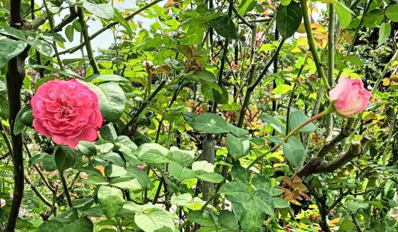 「椰子冰」植株高度可達150公分，顯眼的麝香粉紅色花朵。   圖：翻攝自台北市公園處官網