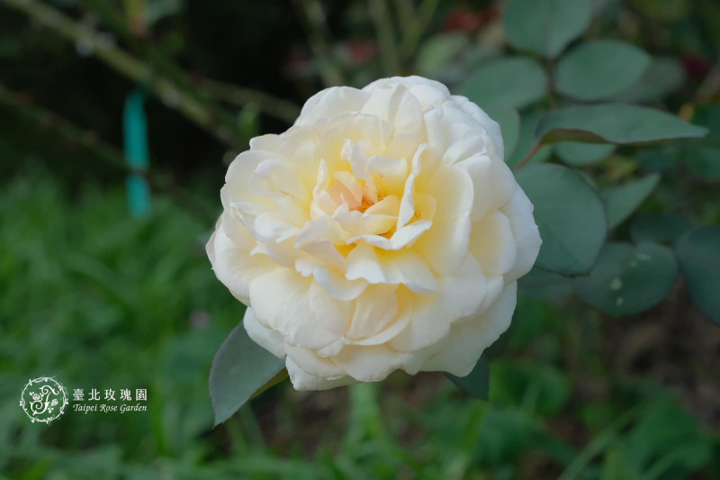 「甘草茶」散發濃郁的甘草及老玫瑰的香氣。   圖：翻攝自台北市公園處官網