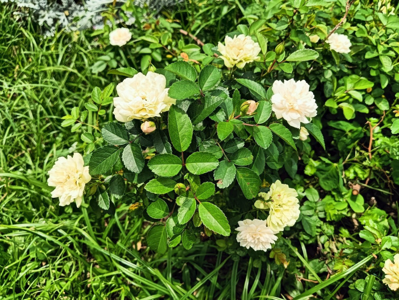 綠冰」在日照不足時，花瓣會呈現淺綠色。   圖：翻攝自台北市公園處官網