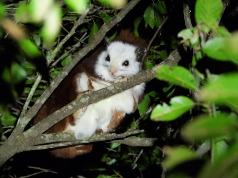 大雪山夜訪活動讓遊客可在不干擾野生動物原則下，尋找在枝頭上呆萌可愛的白面鼯鼠。   圖：林業及自然保育署台中分署／提供