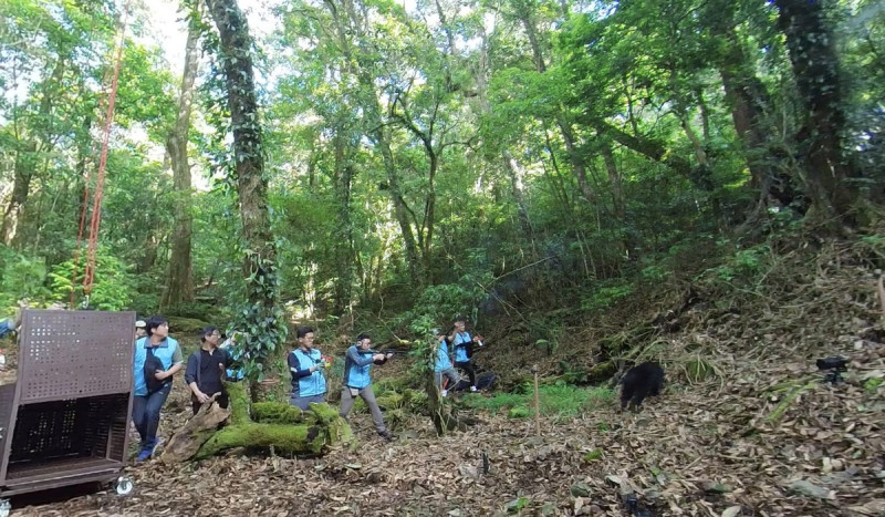 去年10月苗栗的大安部落發現一隻受傷的台灣黑熊「日曼」，在經過7個多月專業醫療照養終於康復。   圖：林業及自然保育署台中分署／提供