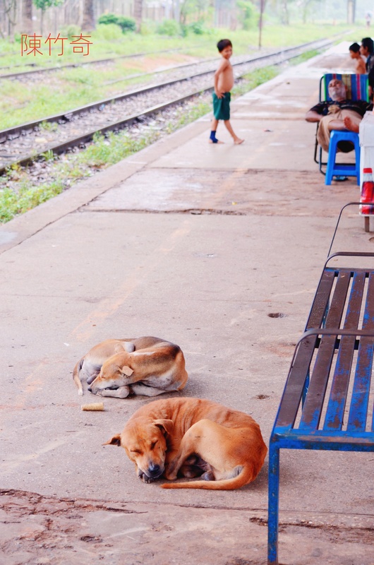  勃固車站月台上睡覺的狗。 圖：陳竹奇/攝 