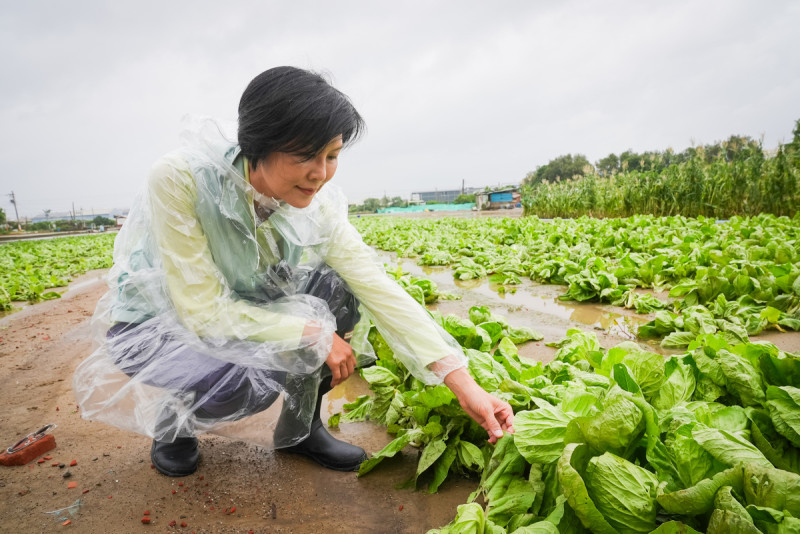 林岱樺實地了解梓官區蔬菜受損情形。   圖：林岱樺服務處/提供