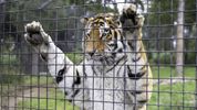 Citing Warhol, 10th Circuit Reverses Tiger King Fair Use Ruling