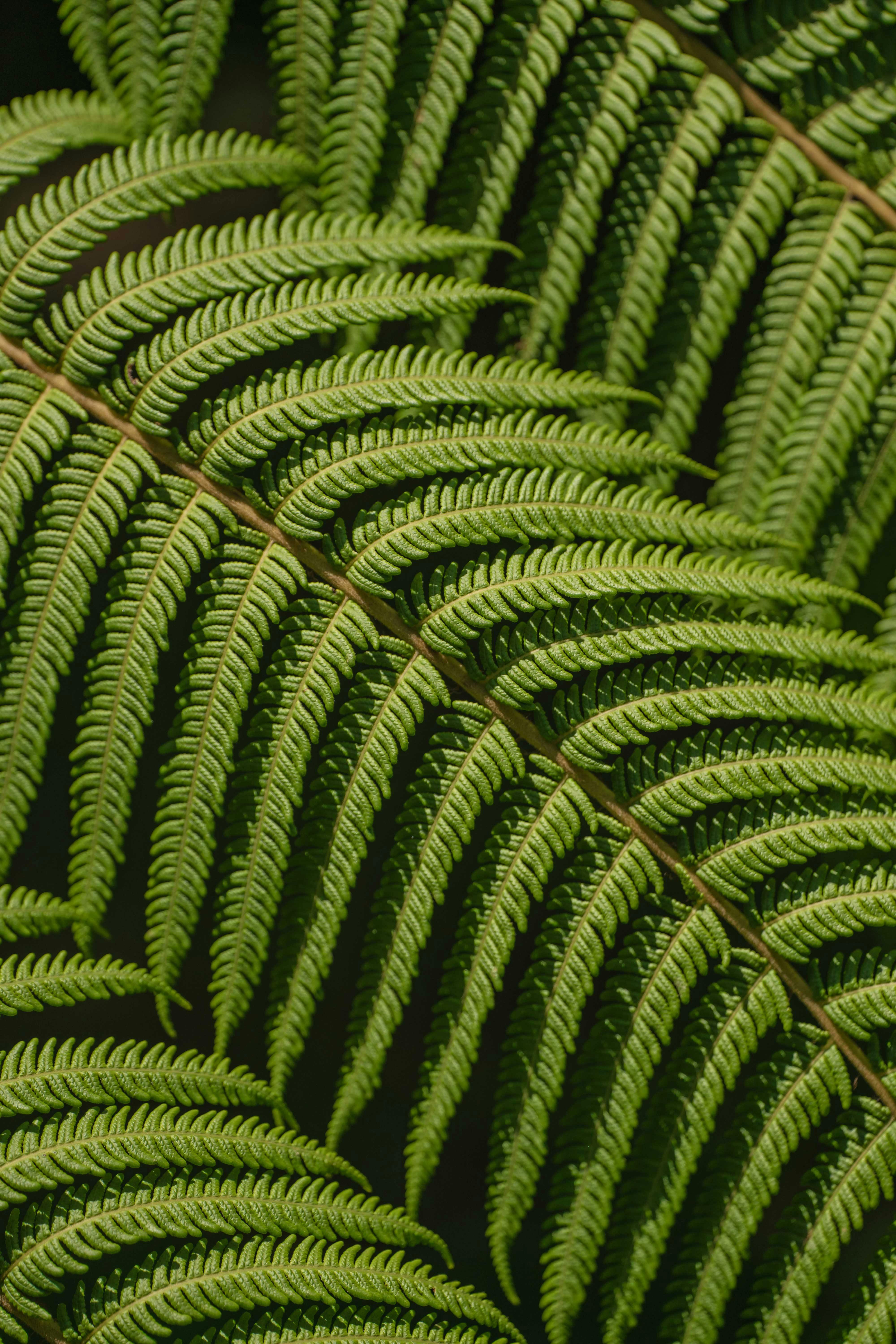 Green Fern Leaves · Free Stock Photo