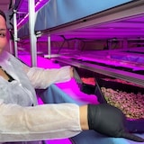 Stephanie R. Cook, the Opaskwayak Cree Nation (OCN) smart farm operations manager, shows off broccoli sprouts she's growing for a University of Manitoba research program that aims to develop more nutritious vegetables that could help mitigate diabetes. 