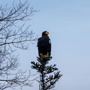 Un aigle de Steller.