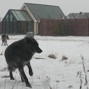 Des loups devant des chalets.