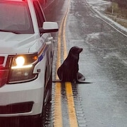 Une otarie se tient au milieu d'une route, juste à côté d'une voiture de police, sous la pluie. 