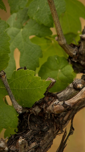 une vigne.