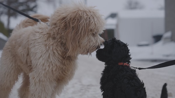 Deux chiens tenus en laisse font connaissance.