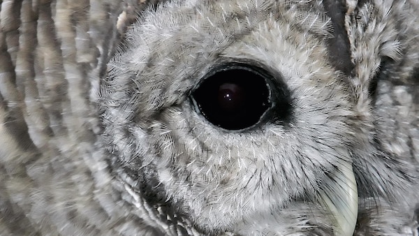 Plan rapproché du gros oeil d'une chouette blanche et grise.