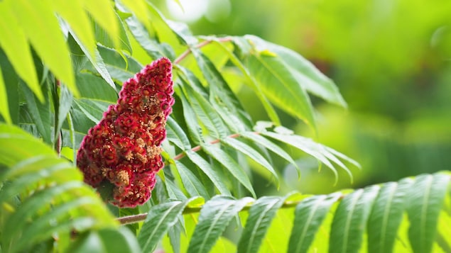 Des branches de sumac vinaigrier avec des feuilles et au milieu de celles-ci, un fruit velu à forme conique.