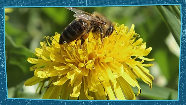 Une abeille butine une fleur.