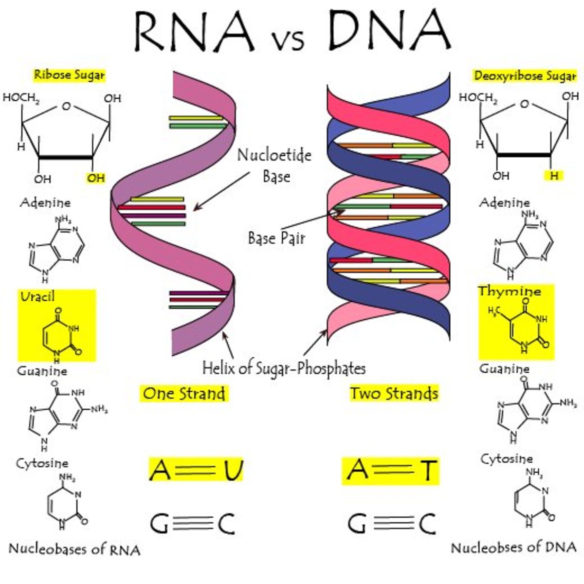 Dna And Rna Compare And Contrast