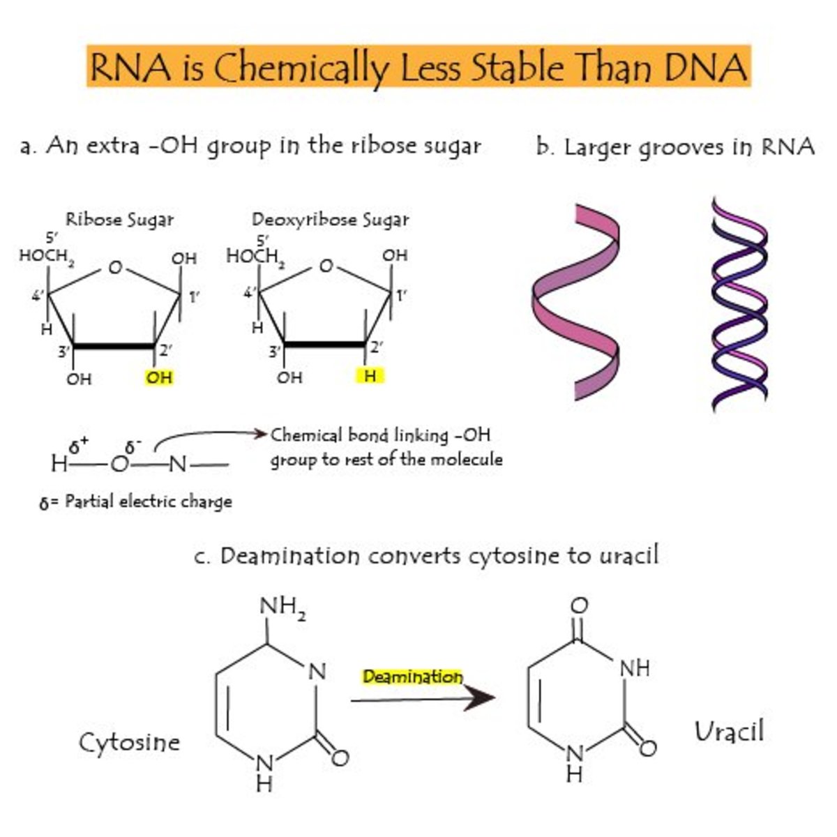 The Differences Between Dna And Rna Explained With Diagrams Owlcation ...