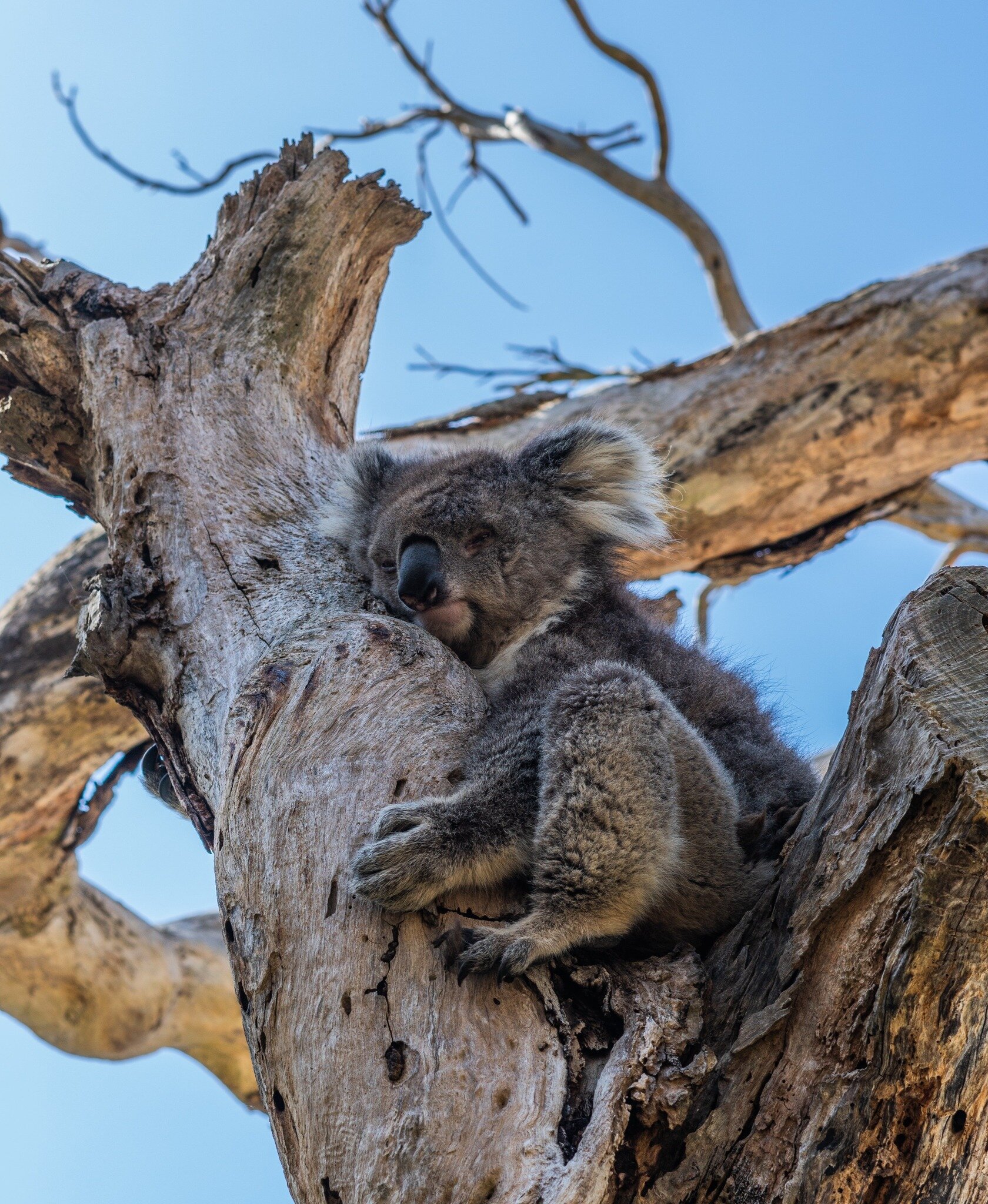 Ninox Robotics is developing drone #technology using thermal imaging to detect #koalas in the wild, supporting current #conservation efforts. This innovation will be particularly helpful in dense forests where koalas are difficult to spot. Earlier th